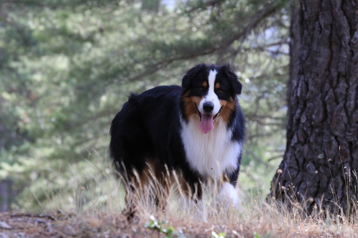 Pumonte di u Vecchiu