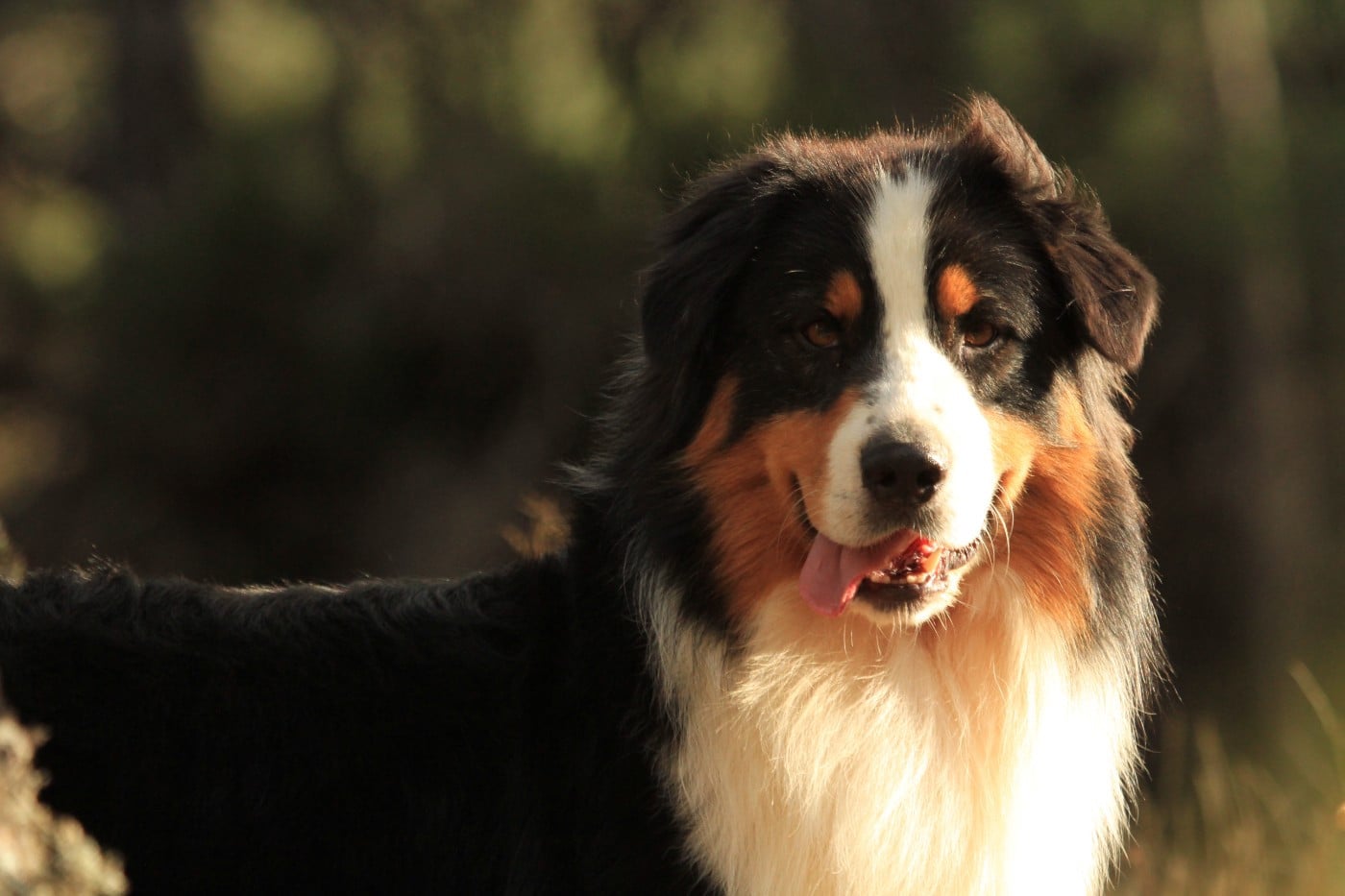 Pumonte di u Vecchiu