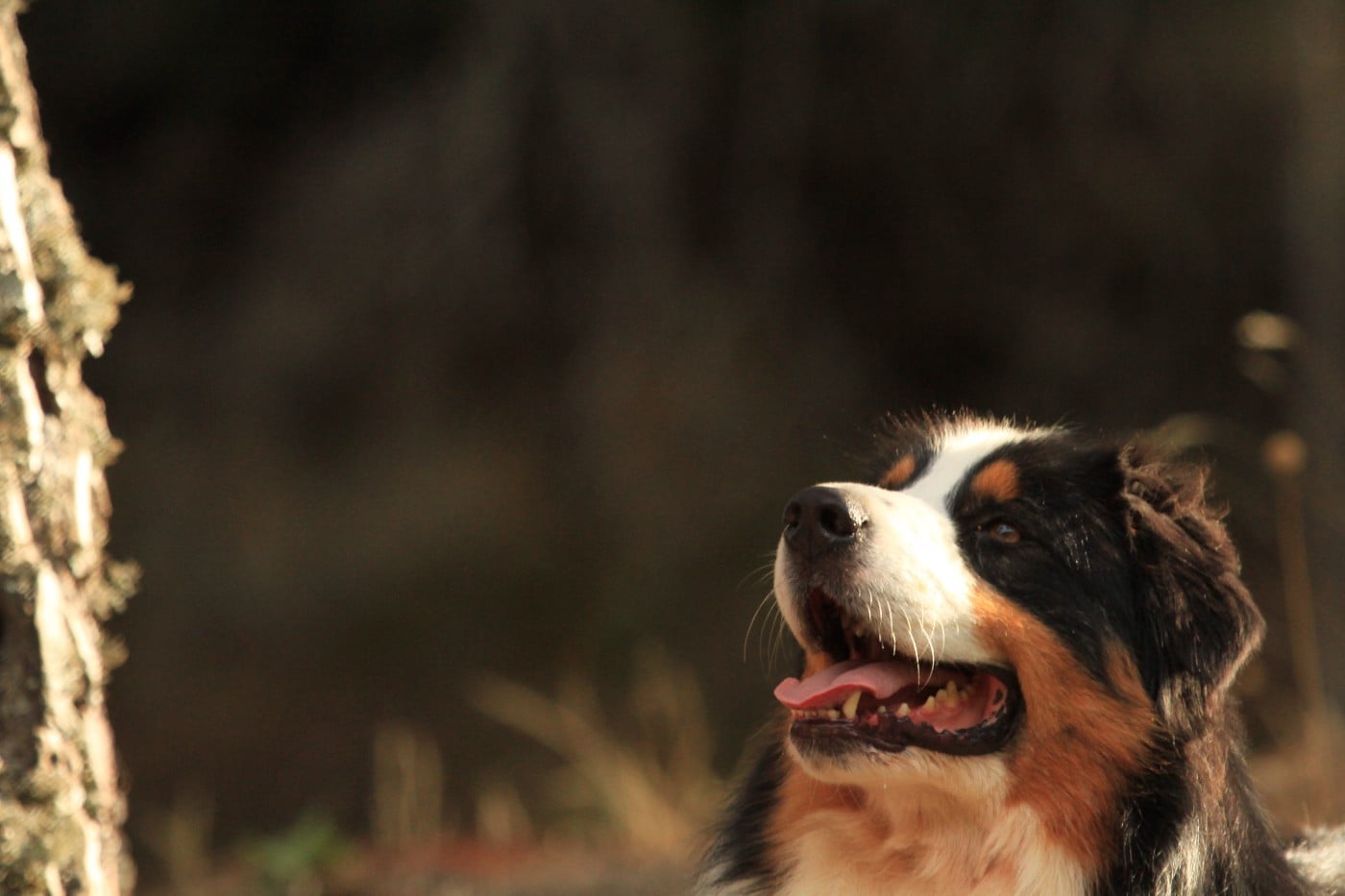 Pumonte di u Vecchiu