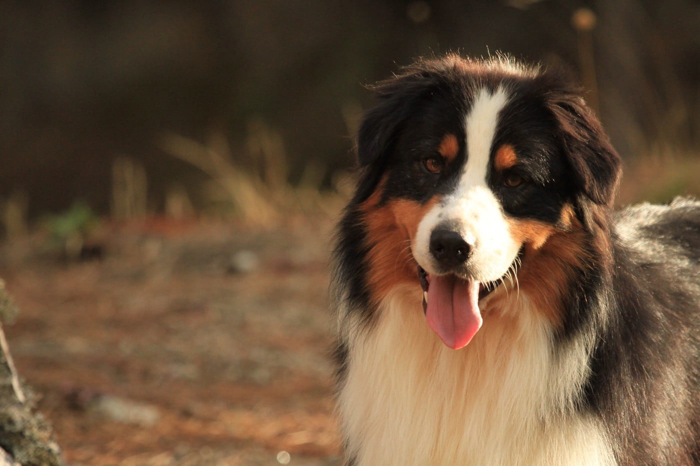 Pumonte di u Vecchiu