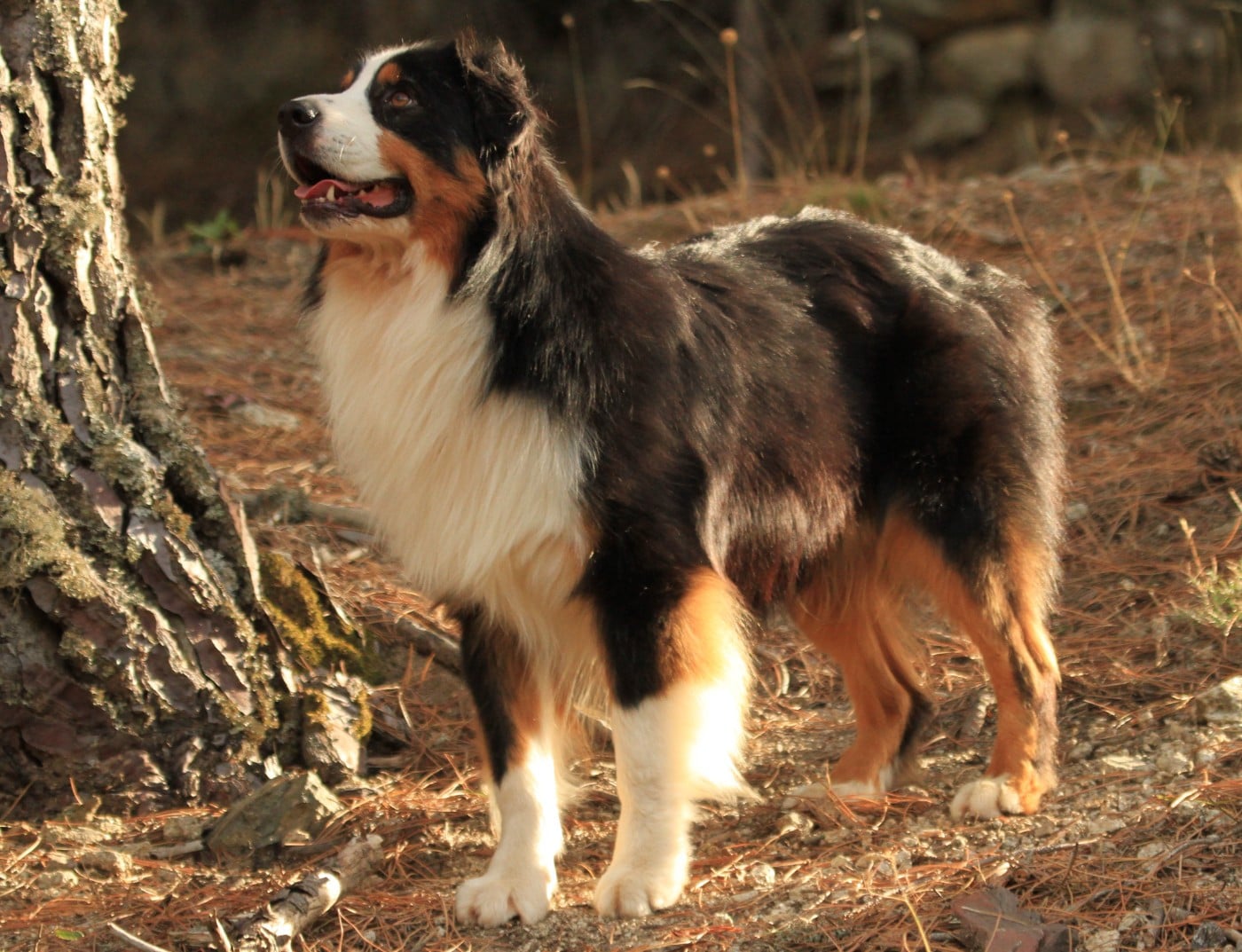 Pumonte di u Vecchiu