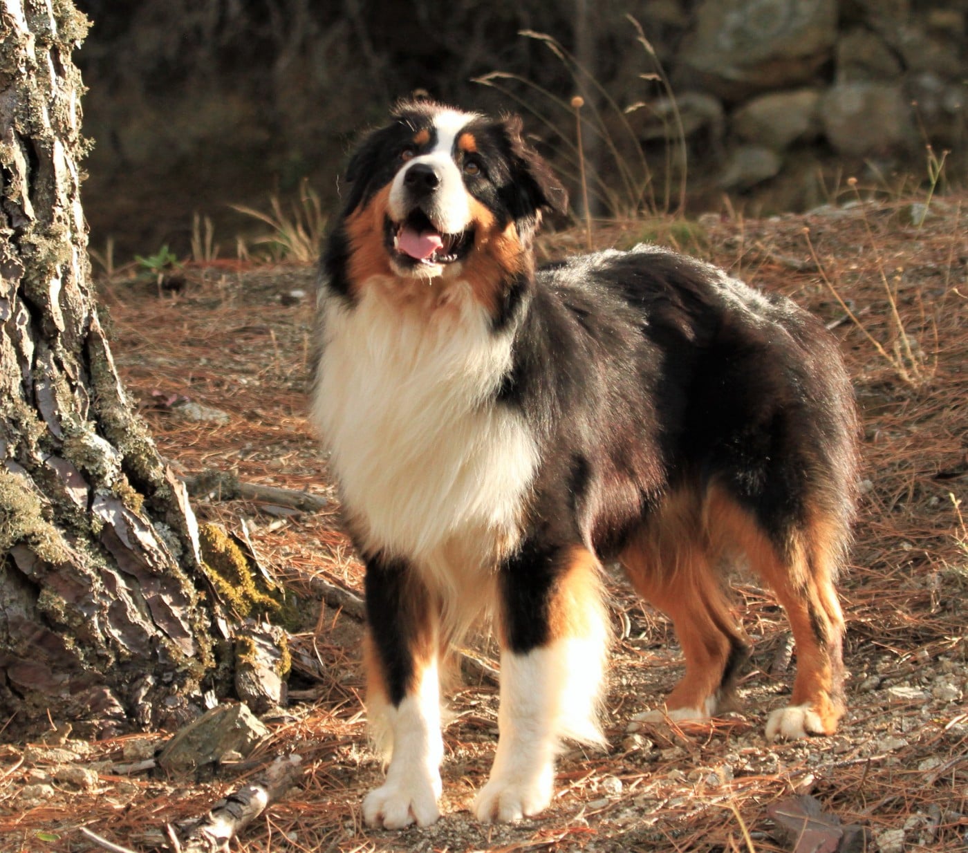 Pumonte di u Vecchiu