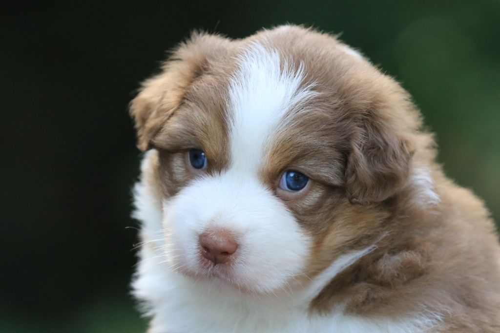 chiot Berger Australien di u Vecchiu