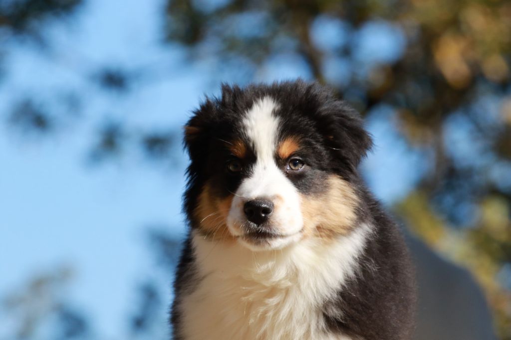 Accueil Berger Australien Elevage Di U Vecchiu Eleveur