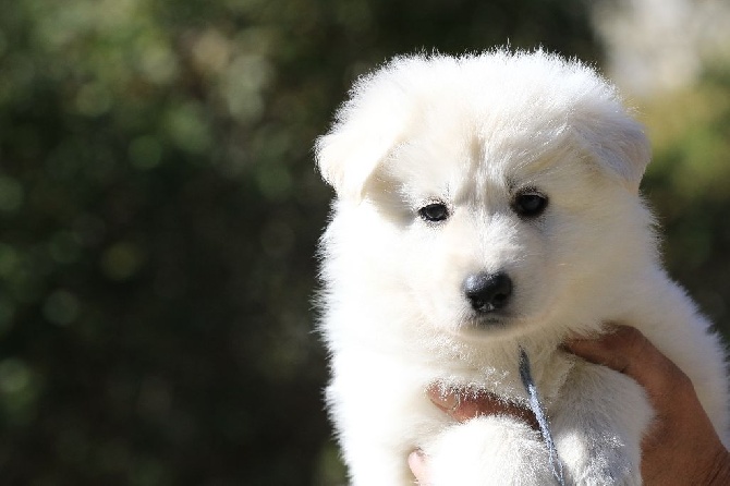 Accueil Elevage Di U Vecchiu Eleveur De Chiens Berger