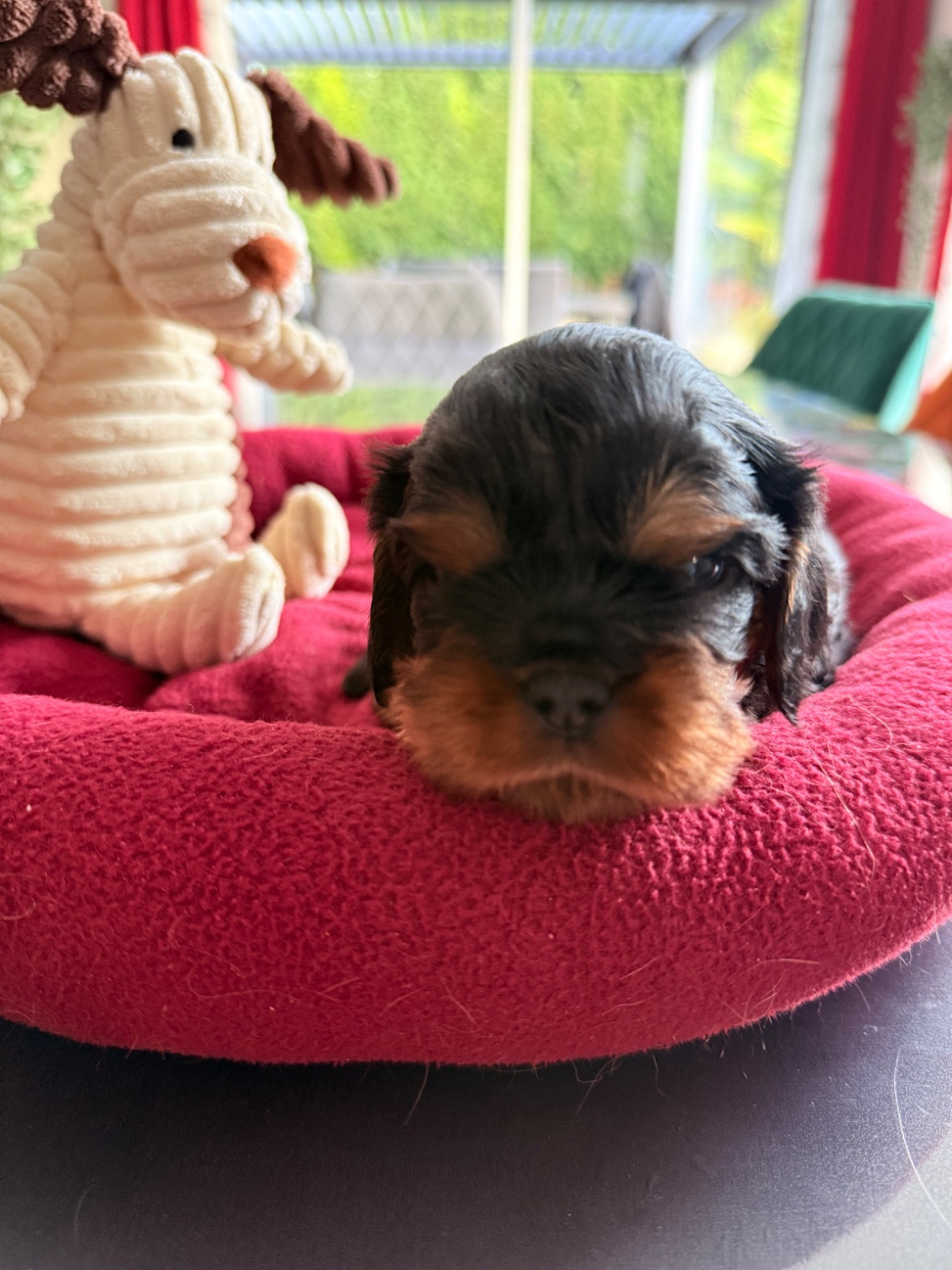 Collier Orange - Cavalier King Charles Spaniel