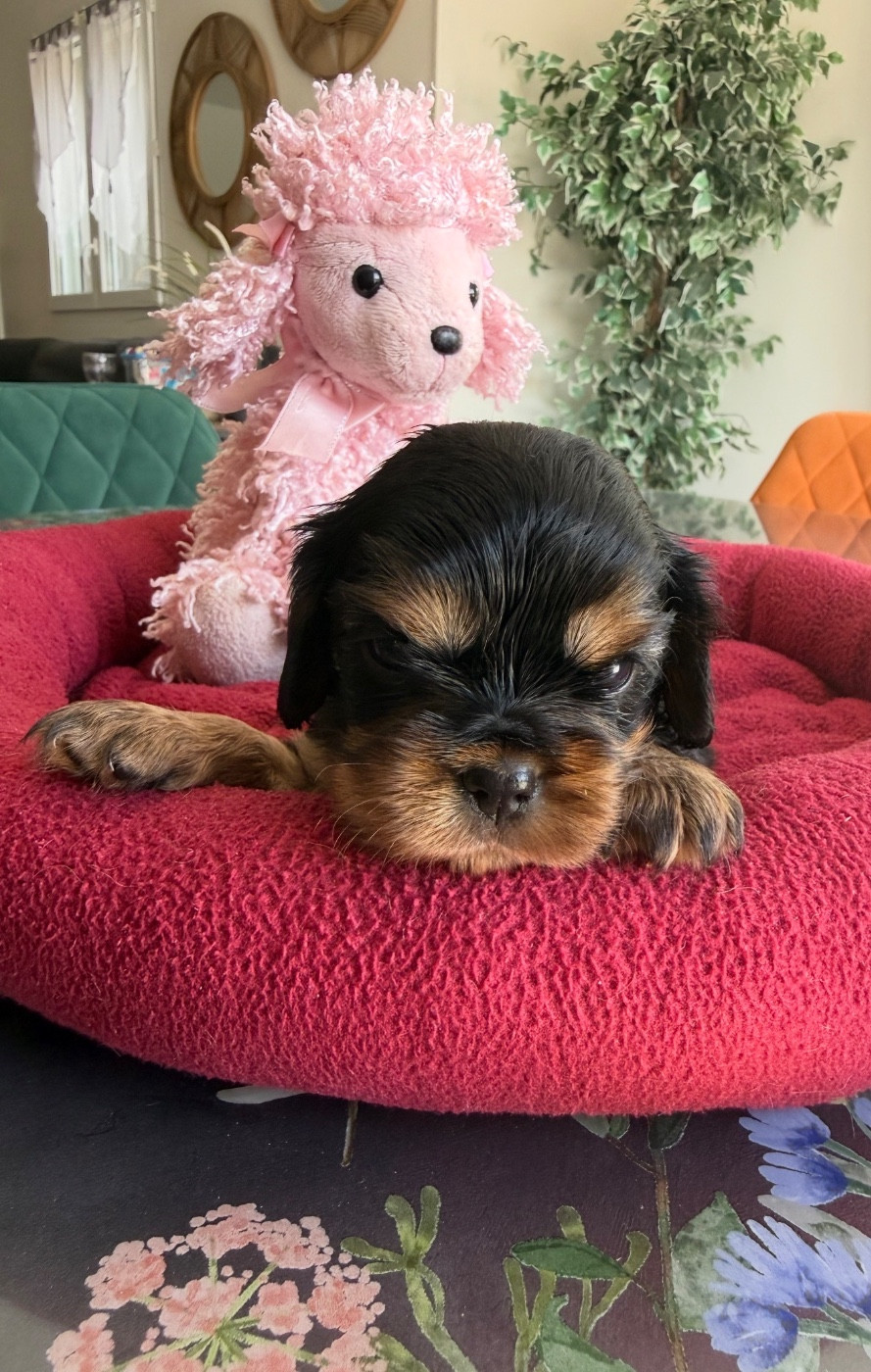 Collier ROUGE - Cavalier King Charles Spaniel