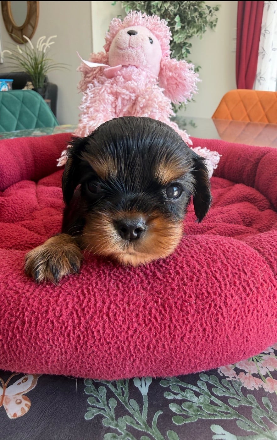 Collier TURQUOISE - Cavalier King Charles Spaniel