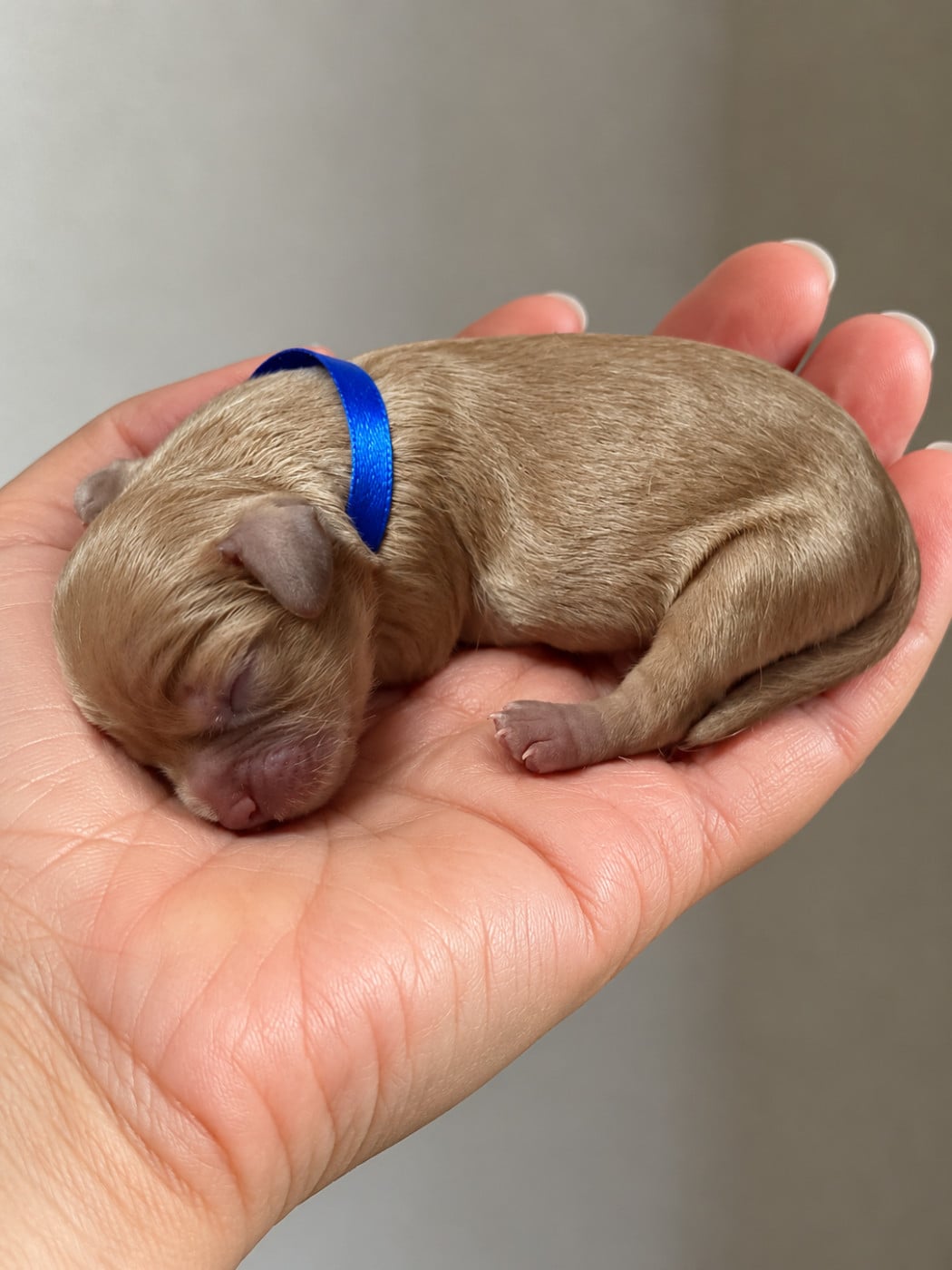 Collier bleu - Cavalier King Charles Spaniel