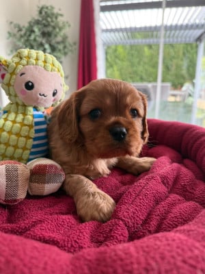 Les chiots de Cavalier King Charles Spaniel