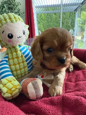 Les chiots de Cavalier King Charles Spaniel