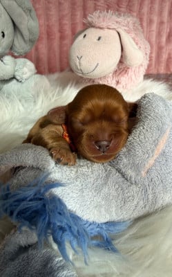 Les chiots de Cavalier King Charles Spaniel