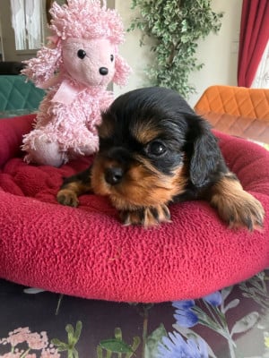 Les chiots de Cavalier King Charles Spaniel