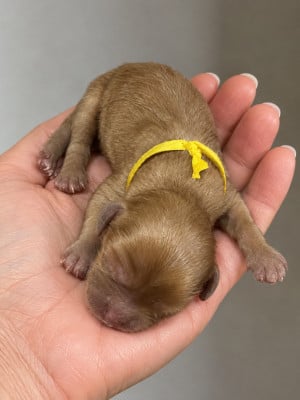 Collier jaune - Cavalier King Charles Spaniel