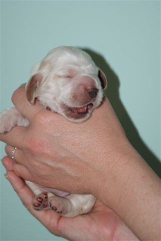 Publication : des Hauts de Clemalive