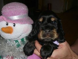 Publication : des Hauts de Clemalive