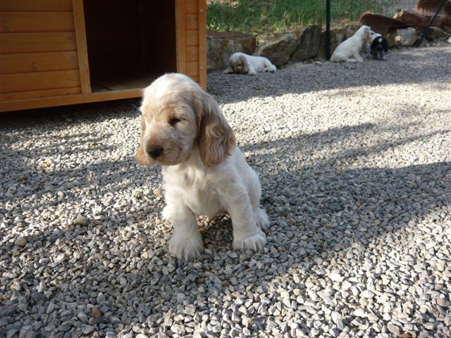 Publication : des Hauts de Clemalive