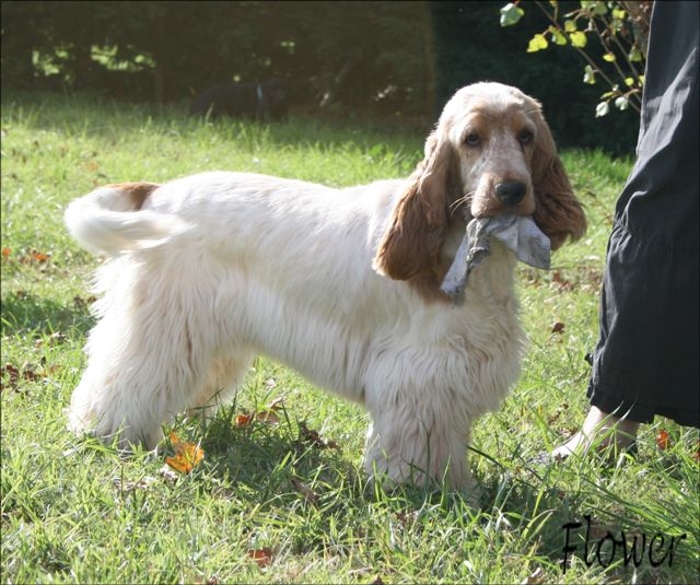 Publication : des Hauts de Clemalive