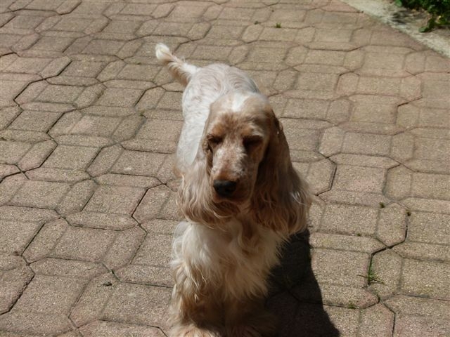 Publication : des Hauts de Clemalive