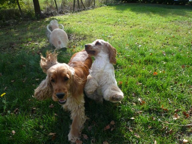 Publication : des Hauts de Clemalive