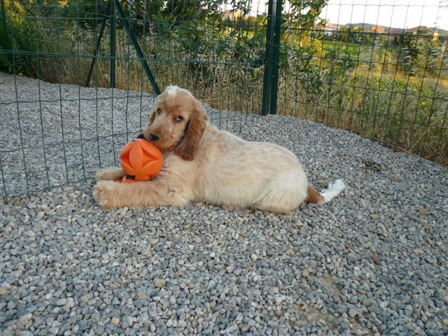 Publication : des Hauts de Clemalive