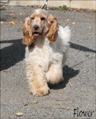 Publication : des Hauts de Clemalive