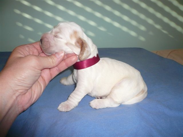 Publication : des Hauts de Clemalive