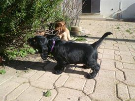 Publication : des Hauts de Clemalive