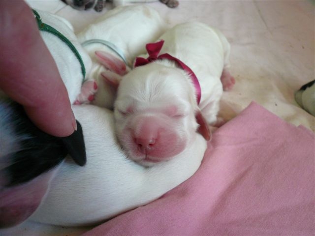 Publication : des Hauts de Clemalive