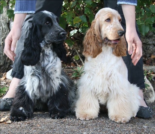 Publication : des Hauts de Clemalive