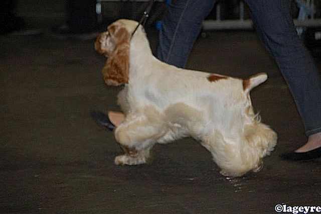 Flower des Hauts de Clemalive - 1er Excellent