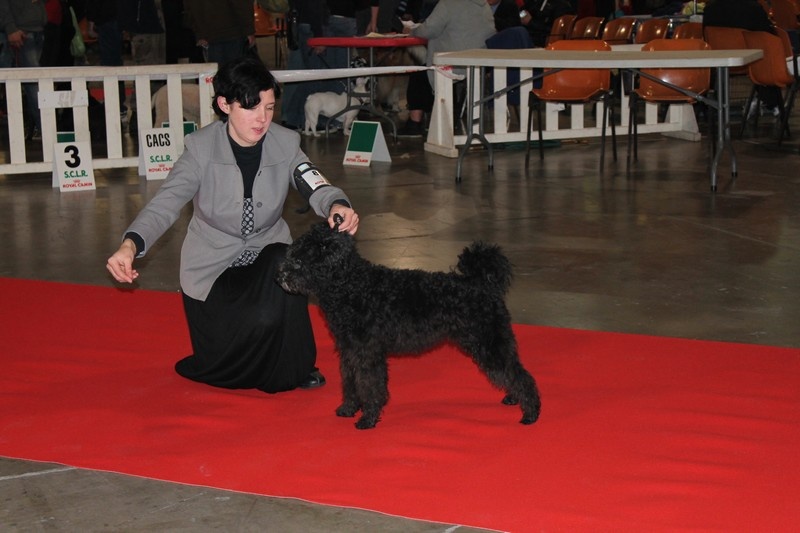CH. pilisi kocos Jokedv - MEILLEUR JEUNE et MEILLEUR DE RACE