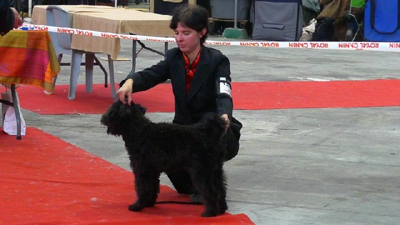 CH. pilisi kocos Jokedv - MEILLEUR PUPPY MEILLEUR JEUNE ET MEILLEUR DE RACE