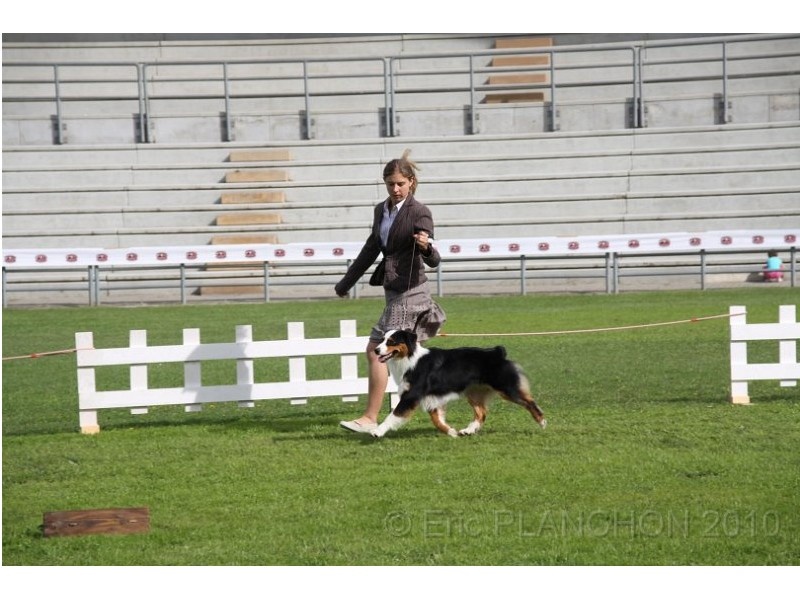 CH. Dreaming night shadow des Chemins Cathares - EXCELLENT