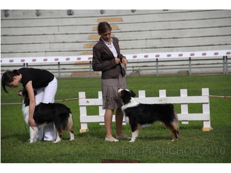 CH. Dreaming night shadow des Chemins Cathares - 3ème EXCELLENT CLASSE INTER FEMELLE