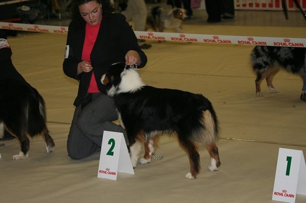 CH. Dreaming night shadow des Chemins Cathares - 2ème Excellent classe intermédiaire femelle