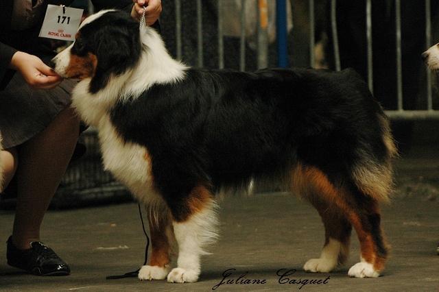 CH. Dreaming night shadow des Chemins Cathares - 2ème Exc RCACS - RCACIB