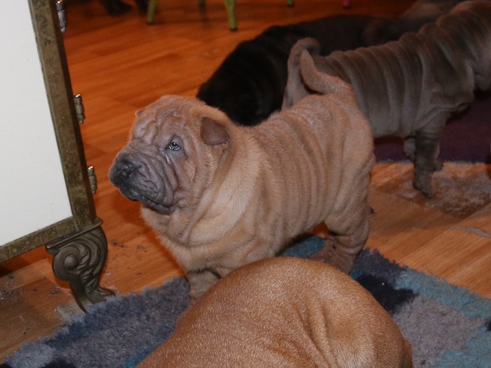 Azzaro Du Bouquet d'Epices