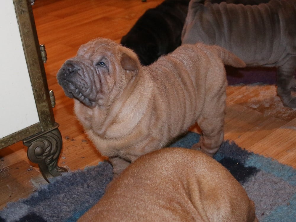 Azzaro Du Bouquet d'Epices