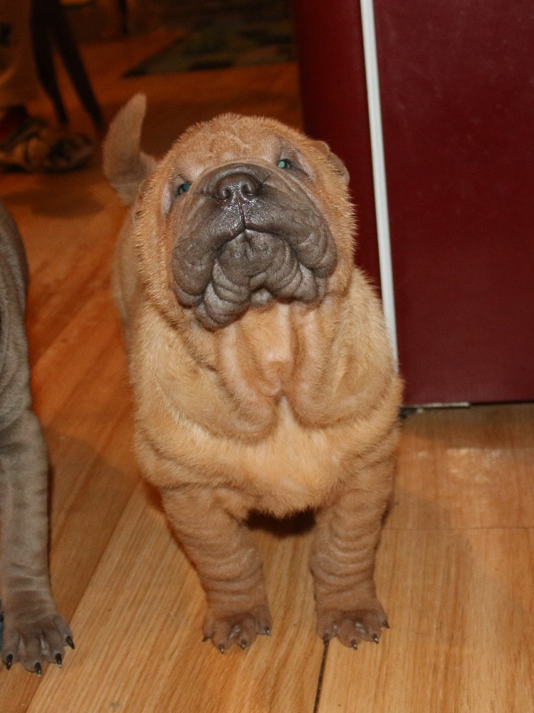 Azzaro Du Bouquet d'Epices