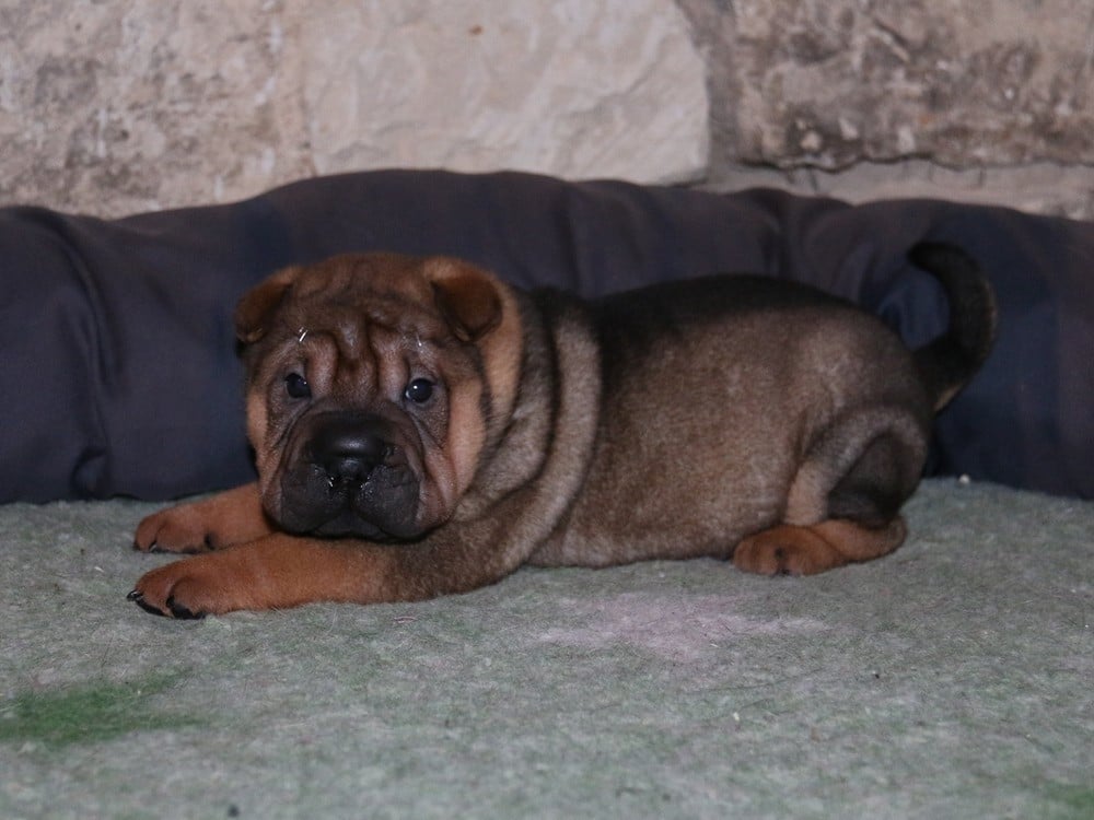 A... du Bouquet d'Epices