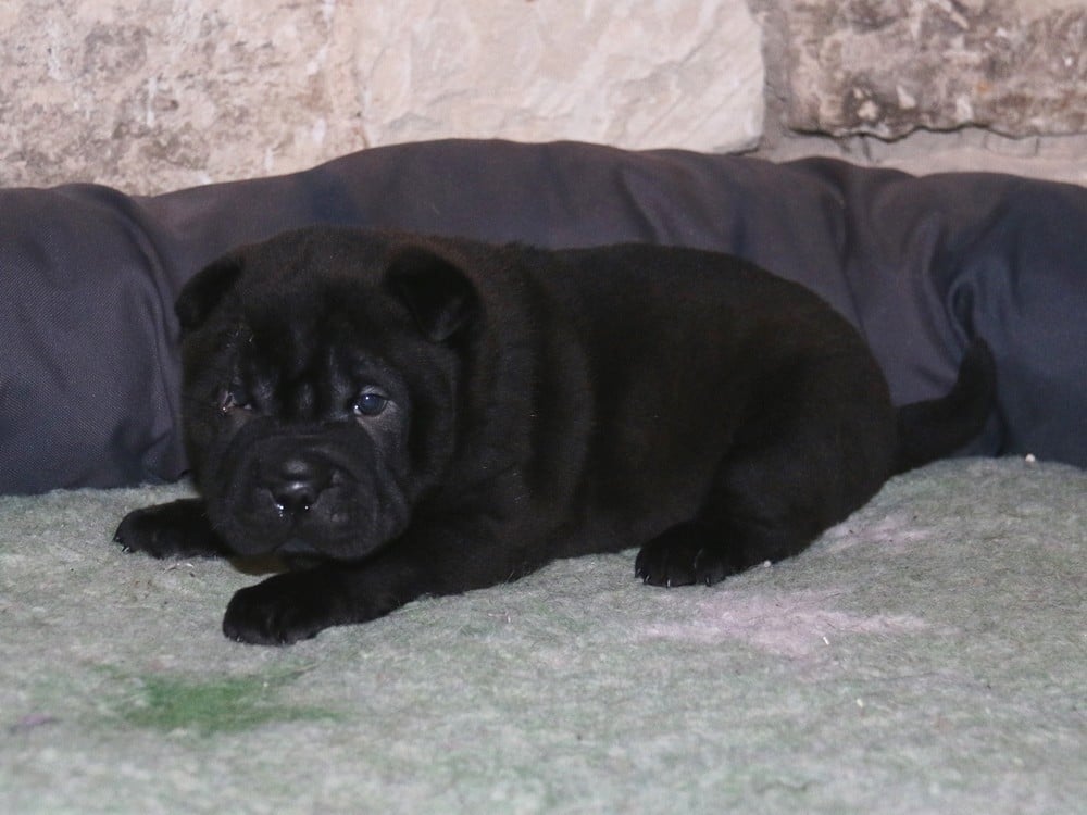 A... du Bouquet d'Epices