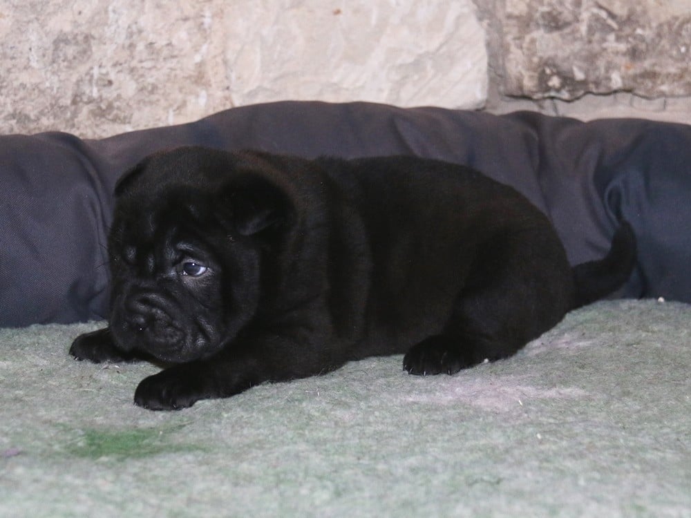 A... du Bouquet d'Epices