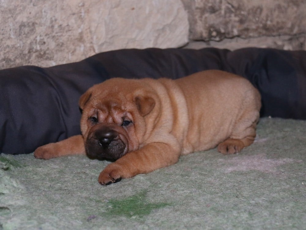 A... du Bouquet d'Epices