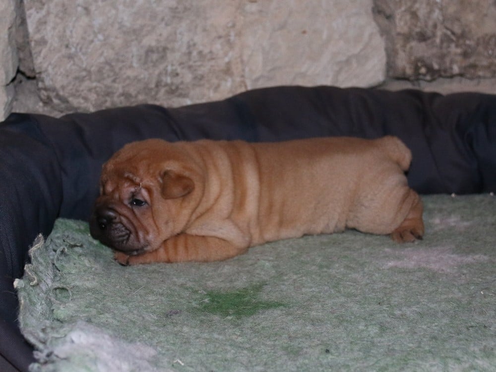 A... du Bouquet d'Epices