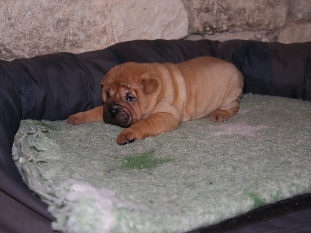 A... du Bouquet d'Epices