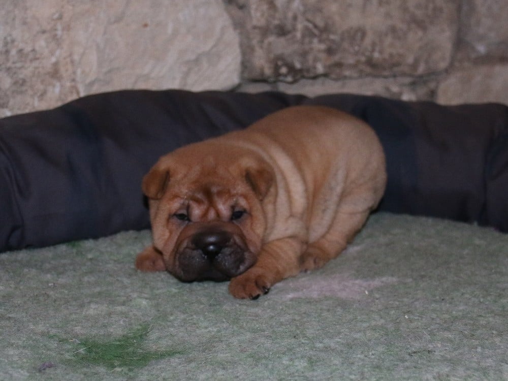 A... du Bouquet d'Epices