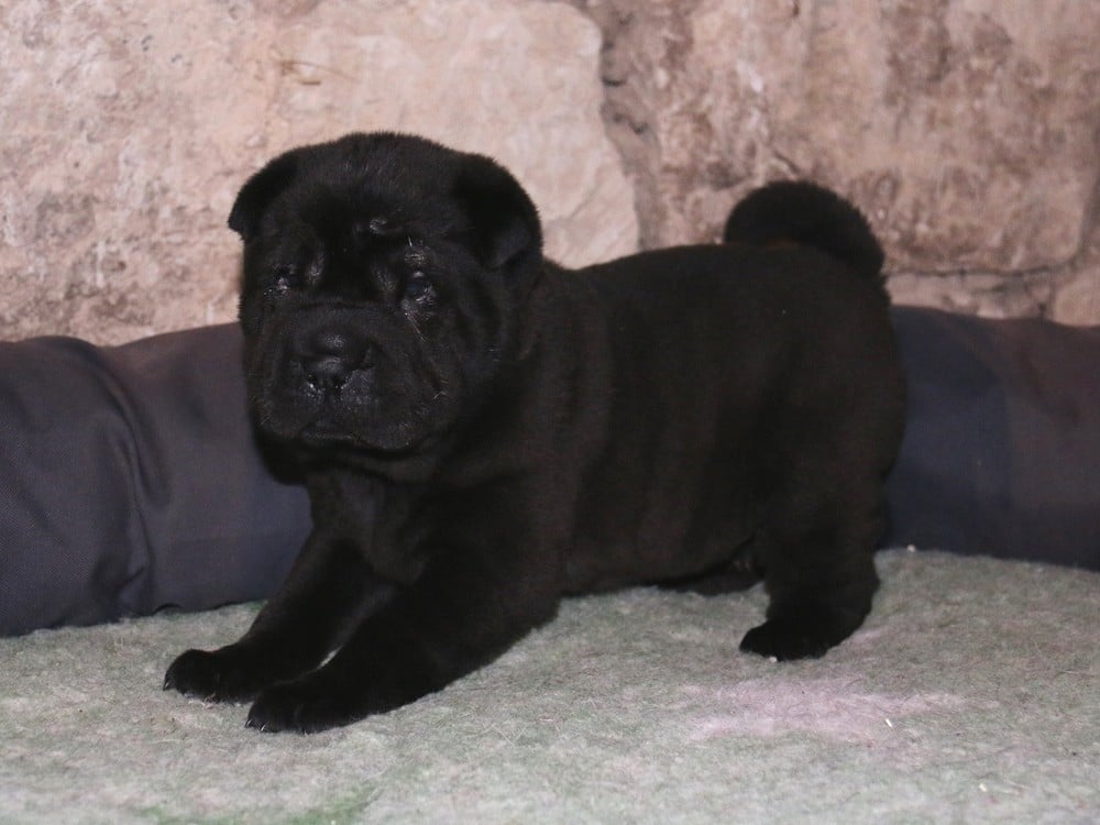 A... du Bouquet d'Epices