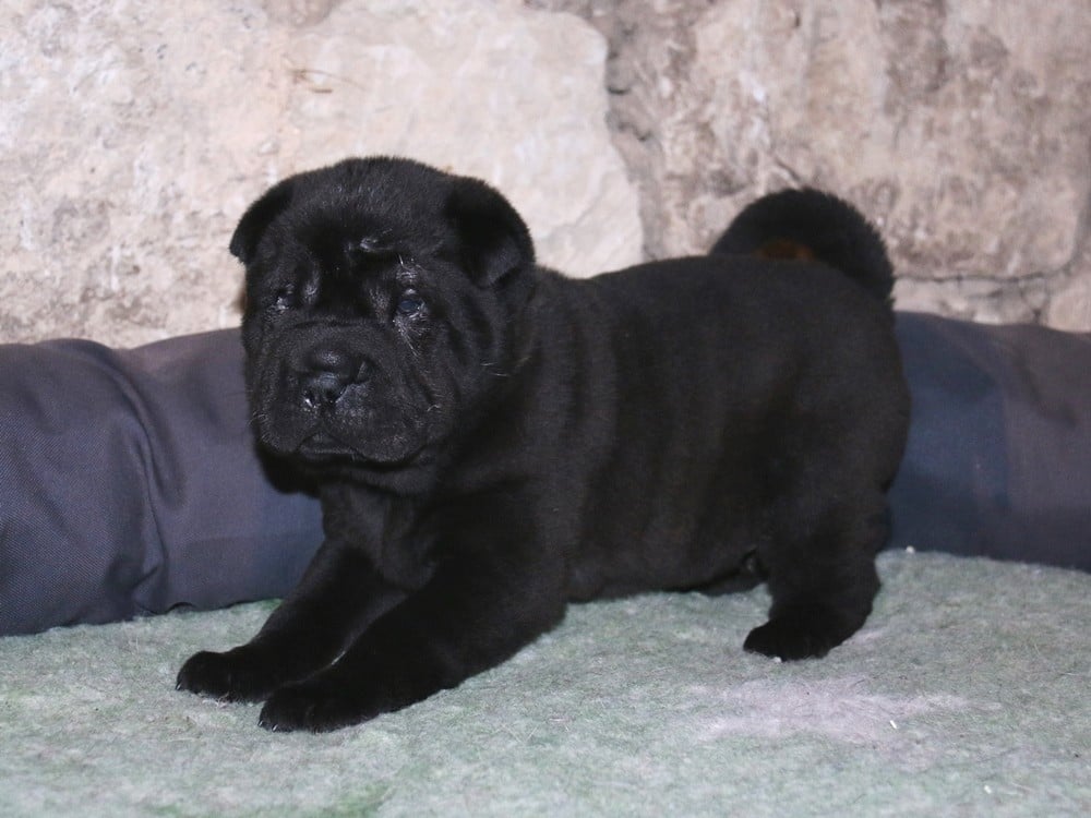 A... du Bouquet d'Epices