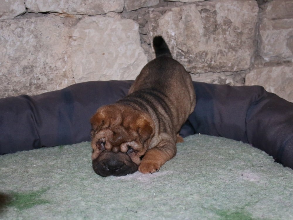 A... du Bouquet d'Epices